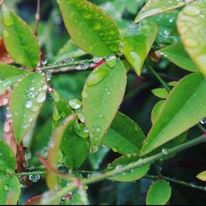 Meet your Posher, Phillip